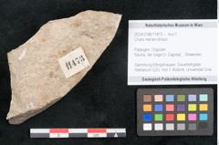 Foto (Objekt + Etikett) von Chara meriani Braun (NHMW-GEO-2024-0188-11473)